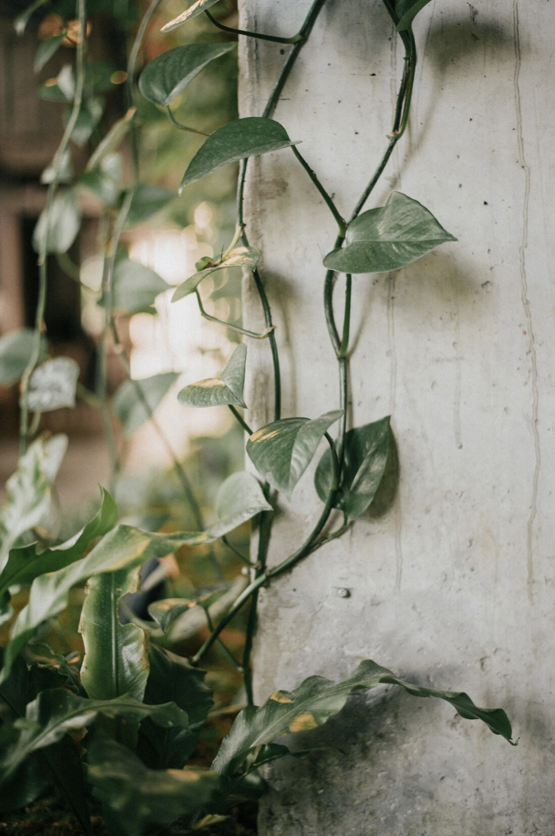 Trailing pothos vines climbing a pale weathered concrete pillar, ferns and soft green light behind.