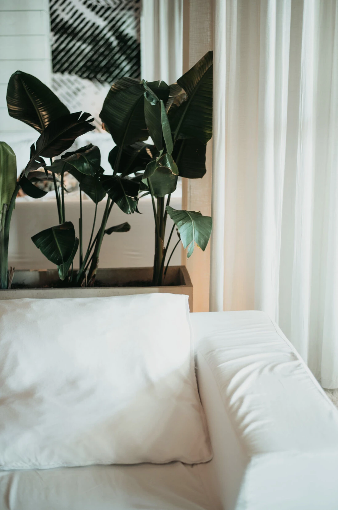 A white linen sofa and cushion in soft window light, a planter of dark bird-of-paradise leaves and sheer white curtains behind.