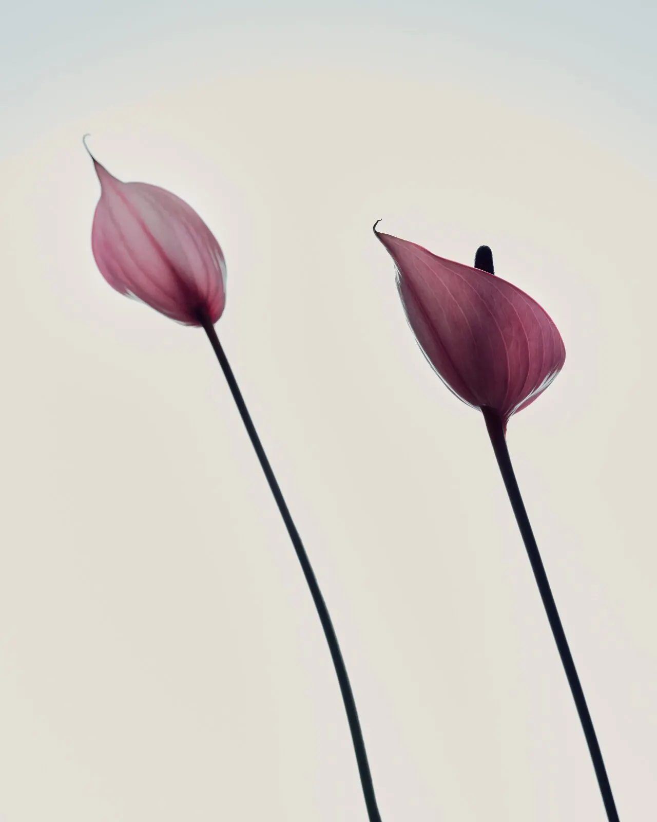 Two pink anthuriums laid on a cream ground.